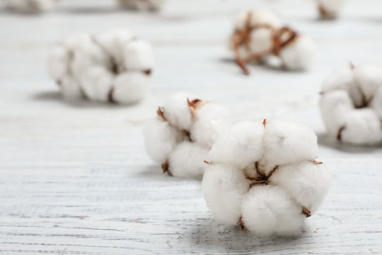 Fluffy cotton flowers on white wooden background, closeup