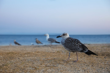 Fototapeta na wymiar Beautiful seagull on sandy beach in evening