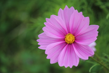 Obraz premium コスモス