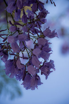 Flor morada de jacaranda, tarco  o gualanday florece cada primavera en la Ciudad de M&eacute;xico