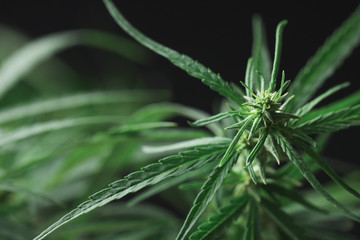 Green organic hemp on blurred background, closeup