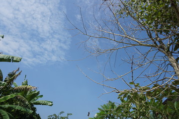 tree twigs and clear sky