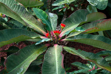 Sydney Australia, raindrops on leaves of red flowering euphorbia viguieri var capuroniana 