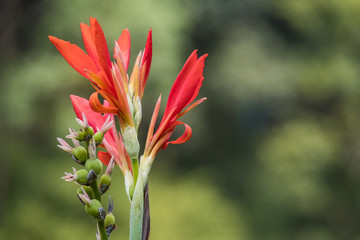 Fototapeta premium red canna flower buds ready to bloom in the park with blurry green leaves background