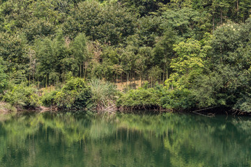 Fototapeta na wymiar small lake by the edge of bamboo forest in the park with reflection of green foliage on the surface