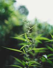 Male and female hemp flowers cannabis sativa 