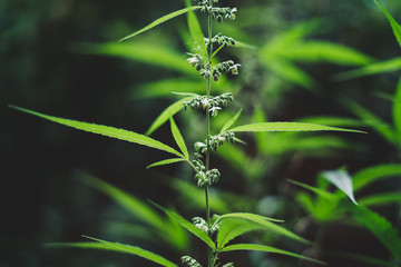 Male and female hemp flowers cannabis sativa 