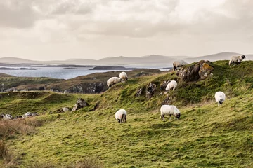 Fototapeten sheep grazing in a field © justin