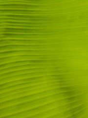 texture of green leaf