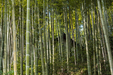 small house hiding behind dense bamboo forest on a clear day