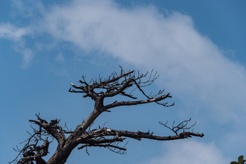 leafless pine tree under the cloudy blue sky on a sunny day