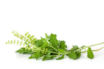 Holy Basil leaf and flower is a vegetable and herb of Thailand isolated on white background.