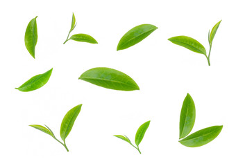 green tea leaf isolated on white background