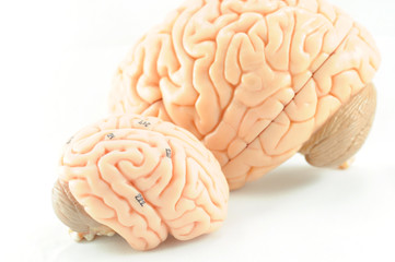 human brain anatomy model