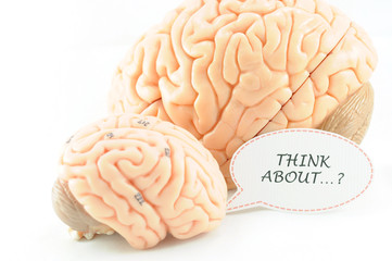 human brain anatomy model