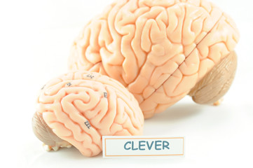 human brain anatomy model