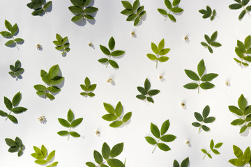 Pattern of green leaves of wild rose on a white background. For summer background design. Top view image.