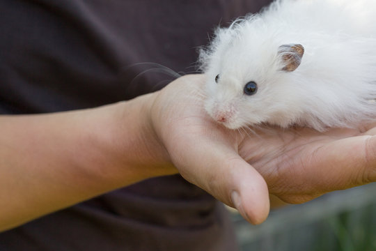 Cute white hamster sits on the hands of a man. The concept of caring for hamsters, pets. Close-up image.