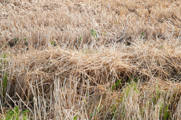 straw in rows drying on harvested field