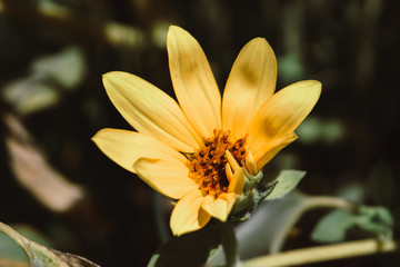 newborn sunflower in garden outside flower nature flora close up wallpaper
