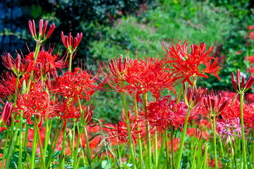矢勝川の彼岸花