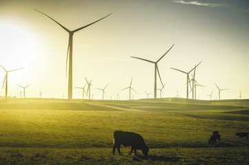 Cows walking on the wind farm during the sunset