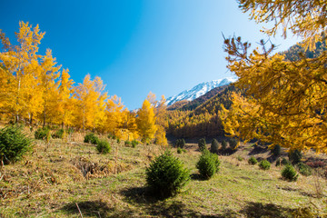Autumn landscape. Yellow and green trees. Mountains and bright blue sky.