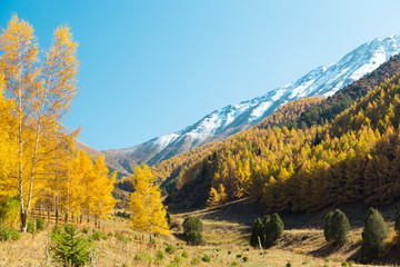 Autumn landscape. Yellow and green trees. Mountains and bright blue sky.