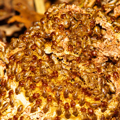 Termite pictures looking for food on the wooden floor,Wood destruction.