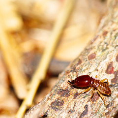 Termite pictures looking for food on the wooden floor,Wood destruction.