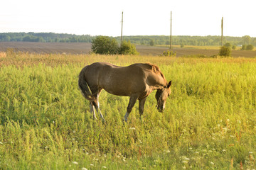 Obraz na płótnie Canvas A brown horse grazes on a field on a summer evening