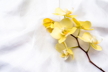 Fototapeta na wymiar The branch of yellow orchids on white fabric background 