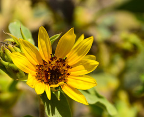 Sunflower close up natural plant field, floral bloom background wallpaper