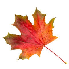 Autumn maple leaf isolated on a white background.