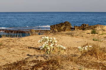 the deserted coast of the Mediterranean Sea in the north of the state of Israel