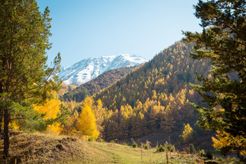 Autumn landscape. Yellow and green trees. Mountains and bright blue sky.