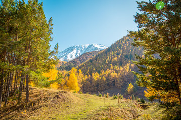 Autumn landscape. Yellow and green trees. Mountains and bright blue sky.