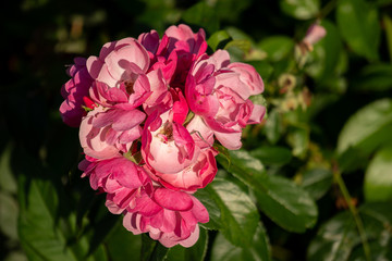 pink roses in the garden