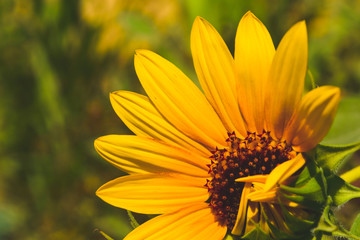single half sunflower close up nature plant floral