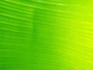 Green Banana Leaf Texture Background. , Natural Plant Texture.