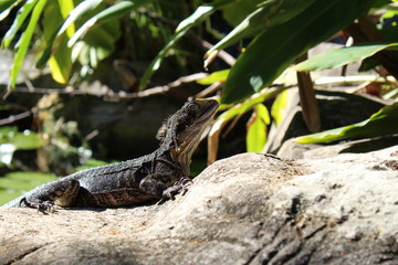 lizard on a rock