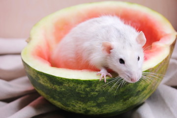 White rat sitting in half a watermelon.