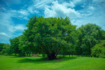 Fototapeta na wymiar Nature big green trees shade the people who come to relax