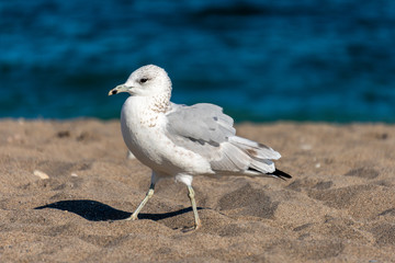seagull walking on the beach