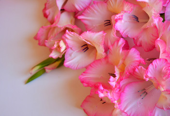 gladiolus flowers on a white background. beautiful floral arrangement