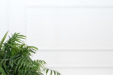 White wall with frame and green plants. Copy space