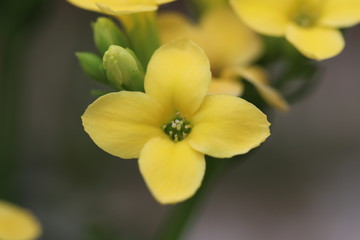 Fototapeta na wymiar カランコエの黄色い花