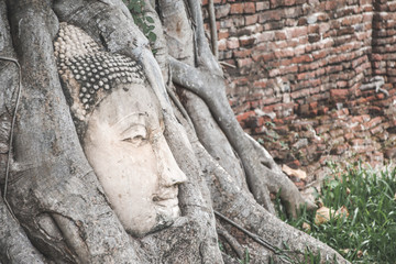 Fototapeta na wymiar Buddha Head statue trapped in Bodhi Tree roots