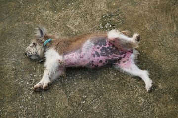 The Brown furry dog lying outstretched leg and revealing belly is full of red rash