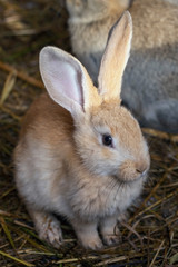 frontal view of a small cute rabbit in a cage on the hay